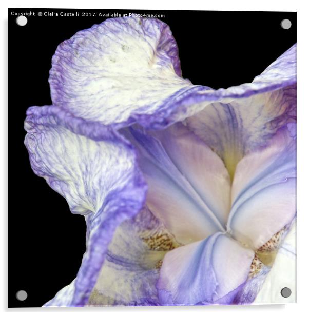 Purple Iris Acrylic by Claire Castelli