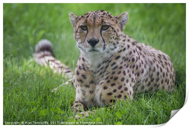 Cheetah Print by Alan Tunnicliffe