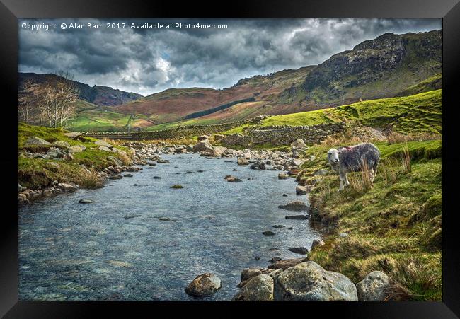 Lake District Herdwick Sheep Framed Print by Alan Barr