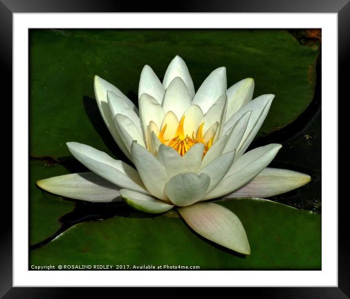 "Raindrops on the Waterlily" Framed Mounted Print by ROS RIDLEY
