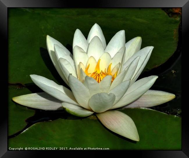 "Raindrops on the Waterlily" Framed Print by ROS RIDLEY