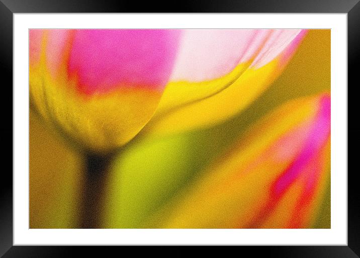 Tulips Framed Mounted Print by Martin Williams