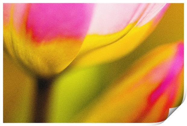 Tulips Print by Martin Williams
