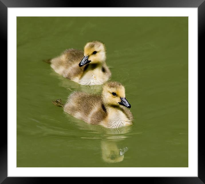 Goslings Swimming Framed Mounted Print by Mary Lane