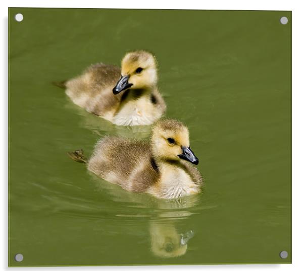 Goslings Swimming Acrylic by Mary Lane
