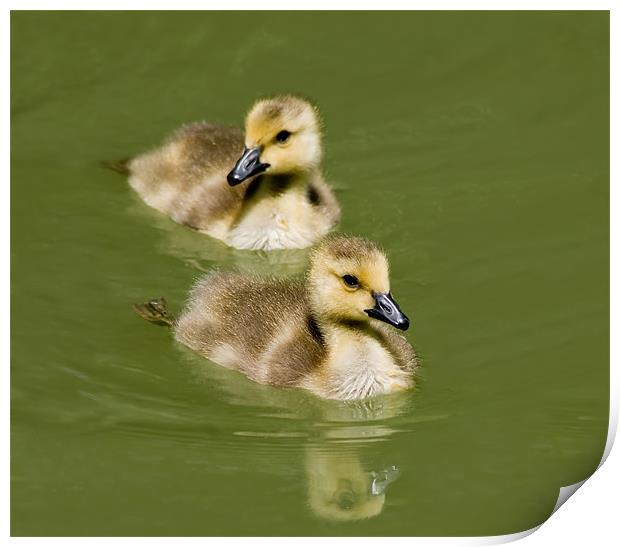 Goslings Swimming Print by Mary Lane