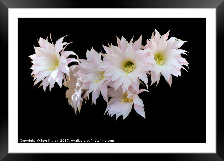 Flowers of cactus isolated on black Framed Mounted Print by Igor Krylov