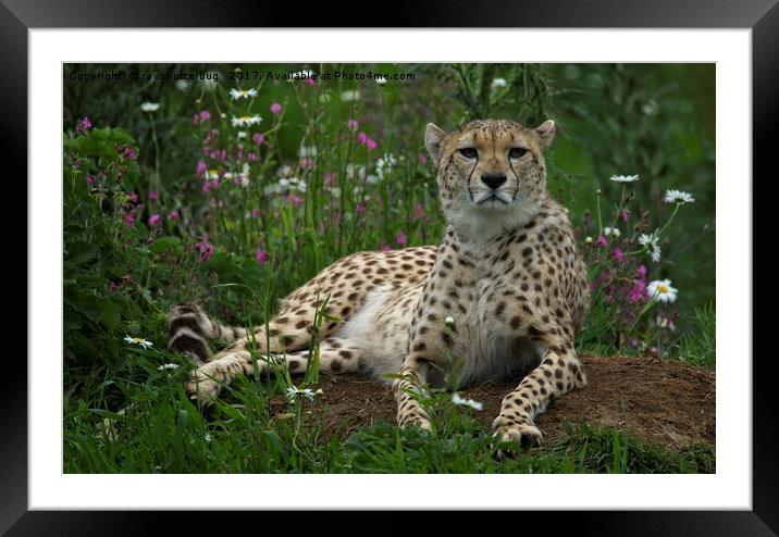 Cheetah Amidst Spring Flowers Framed Mounted Print by rawshutterbug 
