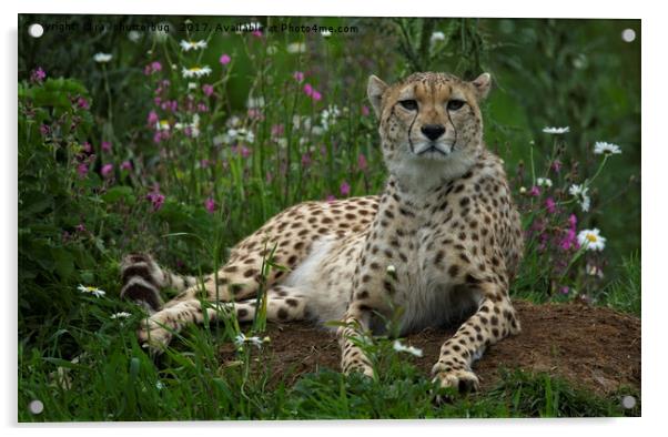 Cheetah Amidst Spring Flowers Acrylic by rawshutterbug 