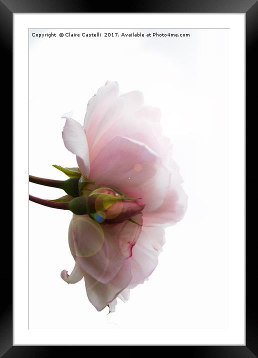 Pink flare Framed Mounted Print by Claire Castelli