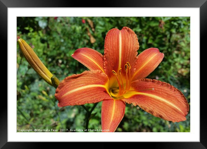 shining lily Framed Mounted Print by Marinela Feier