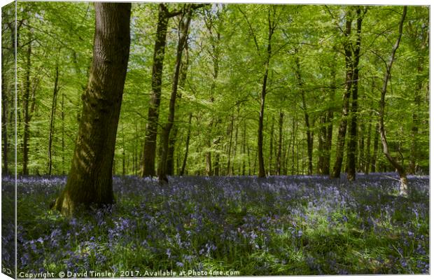 Bluebell Glade 3 Canvas Print by David Tinsley