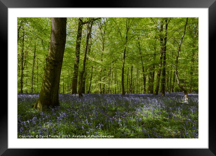 Bluebell Glade 3 Framed Mounted Print by David Tinsley