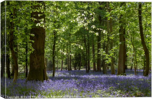 Bluebell Glade 3 Canvas Print by David Tinsley