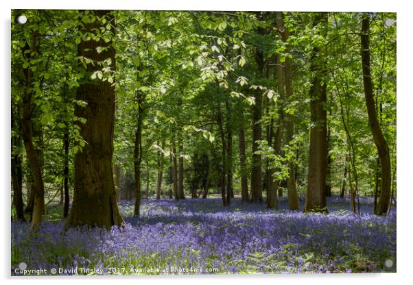 Bluebell Glade 3 Acrylic by David Tinsley