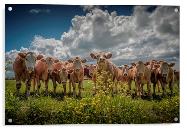 Cow Parsley Acrylic by John Baker