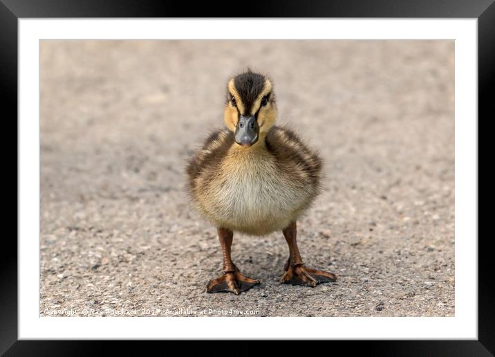 Duckling Framed Mounted Print by Ray Pritchard