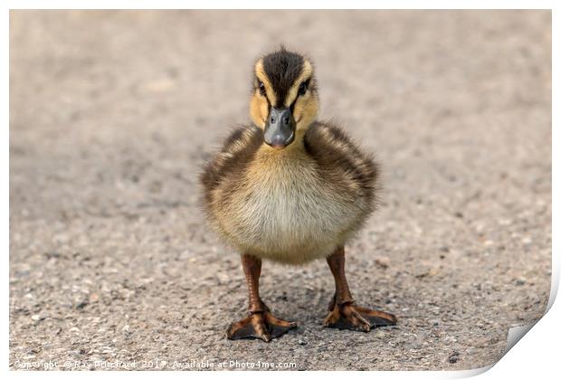 Duckling Print by Ray Pritchard