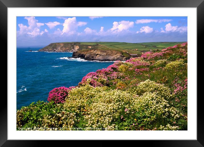 Coastal Flowers, Cornwall Framed Mounted Print by Paul F Prestidge