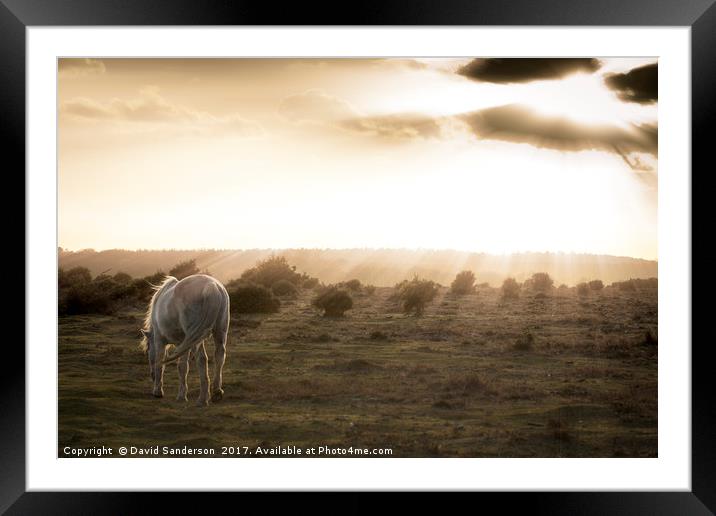 New Forest Pony Framed Mounted Print by David Sanderson