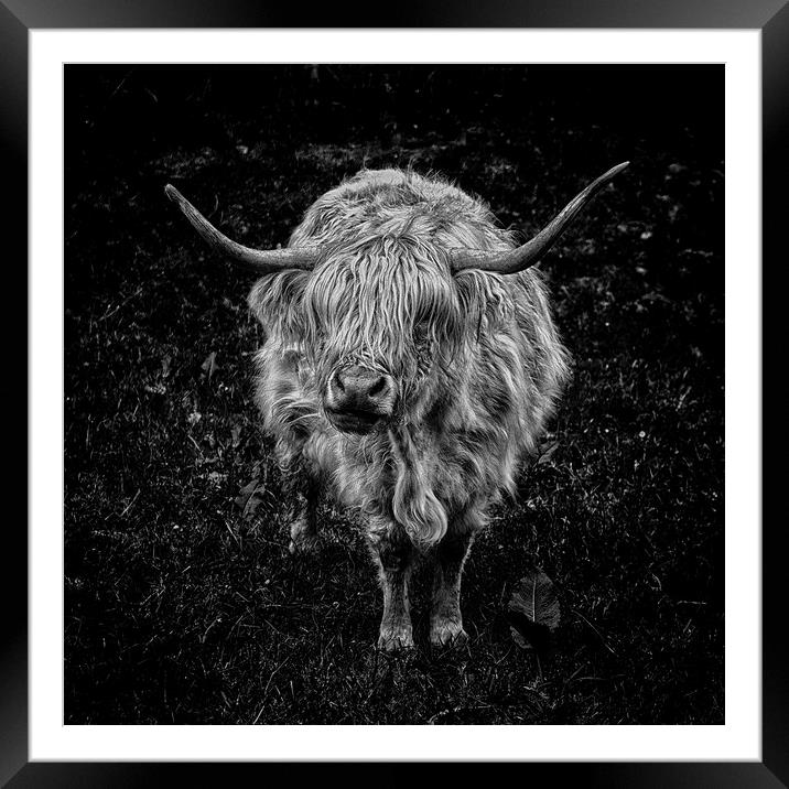 What Moo Looking At?! Framed Mounted Print by Carl Blackburn
