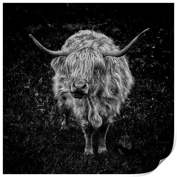 What Moo Looking At?! Print by Carl Blackburn