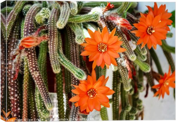 Flowers of Rats Tail cactus Canvas Print by Igor Krylov