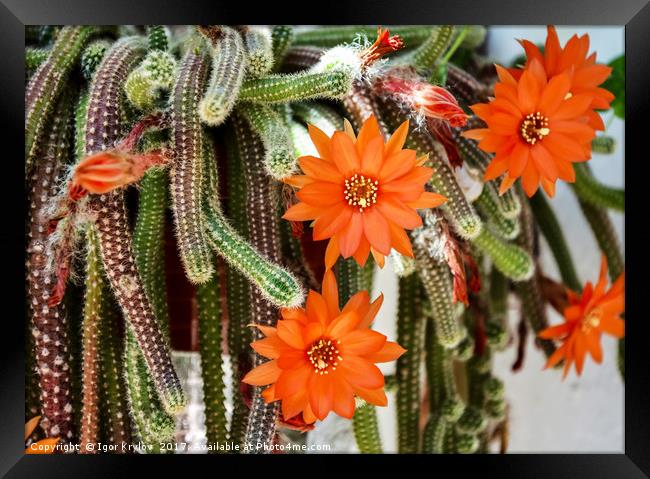 Flowers of Rats Tail cactus Framed Print by Igor Krylov