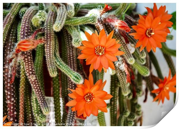 Flowers of Rats Tail cactus Print by Igor Krylov