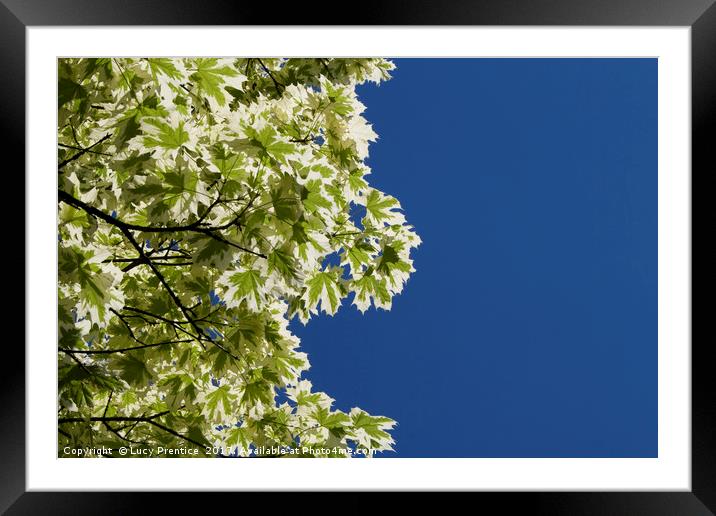 Maple leafs and vivid blue sky Framed Mounted Print by Lucy Prentice