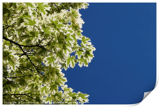 Maple leafs and vivid blue sky Print by Lucy Prentice