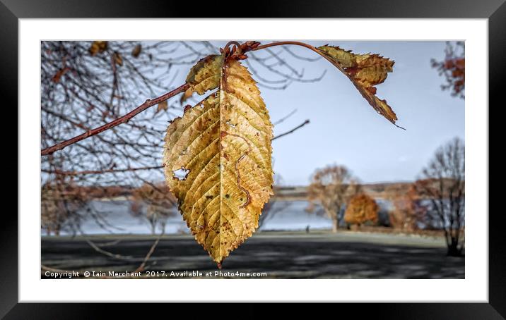 Autumn Leaves... Framed Mounted Print by Iain Merchant