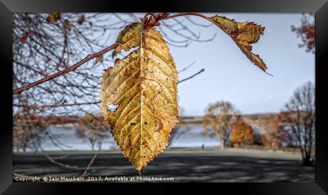Autumn Leaves... Framed Print by Iain Merchant