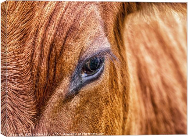 Window to the Soul... Canvas Print by Iain Merchant