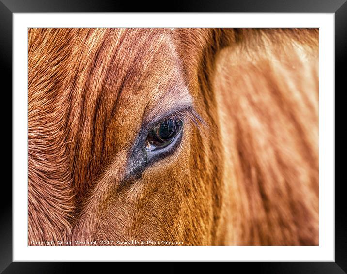Window to the Soul... Framed Mounted Print by Iain Merchant