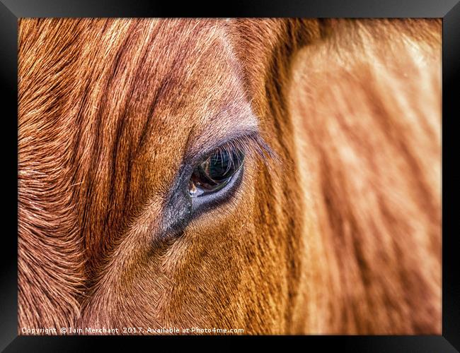 Window to the Soul... Framed Print by Iain Merchant
