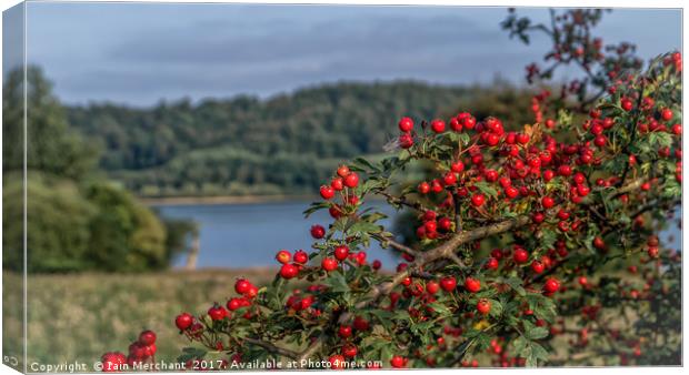 Red Berries on the Lake Canvas Print by Iain Merchant