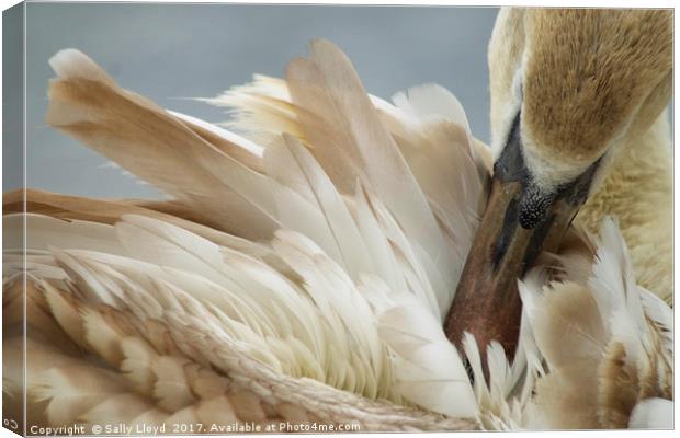 Young Swan Grooming Canvas Print by Sally Lloyd
