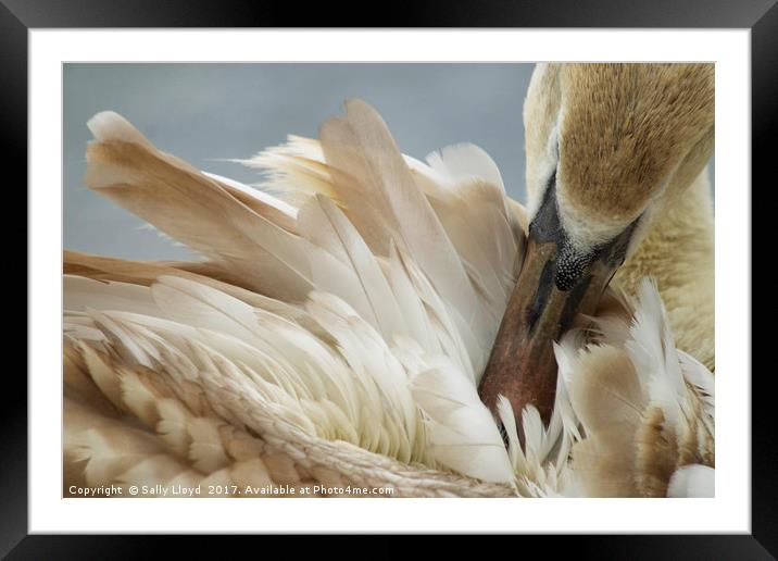 Young Swan Grooming Framed Mounted Print by Sally Lloyd