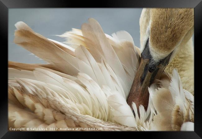 Young Swan Grooming Framed Print by Sally Lloyd