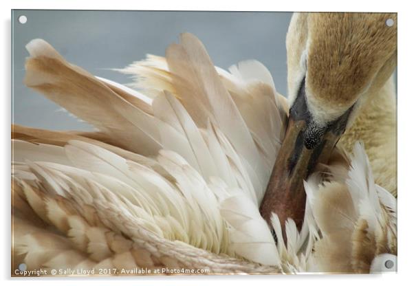 Young Swan Grooming Acrylic by Sally Lloyd
