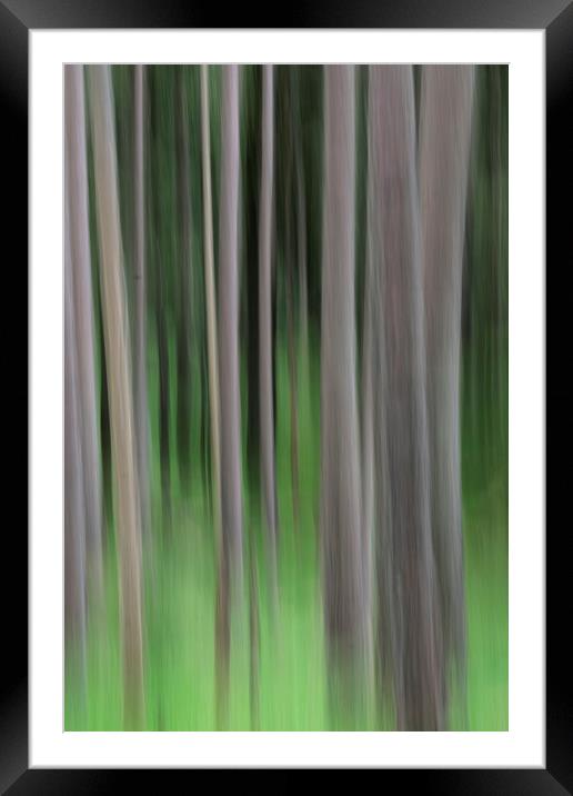 Pine trees vertical blur Framed Mounted Print by Tony Bates