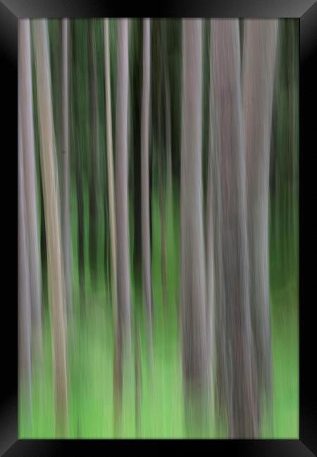 Pine trees vertical blur Framed Print by Tony Bates