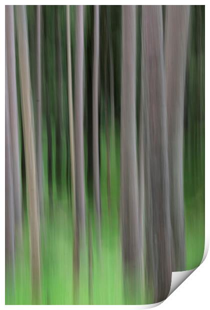 Pine trees vertical blur Print by Tony Bates