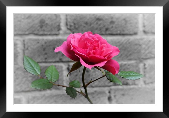        PINK ROSE                         Framed Mounted Print by Anthony Kellaway