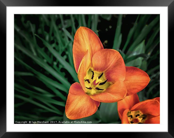 Orange Bloom Framed Mounted Print by Iain Merchant