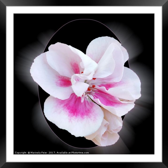 Pink Shades Framed Mounted Print by Marinela Feier