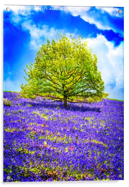 Springtime Bloom Acrylic by Nigel Lee