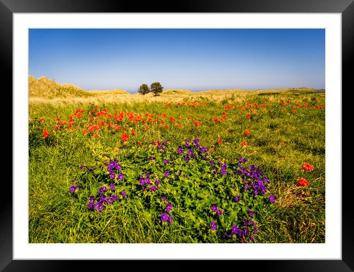 Poppy and Purple Framed Mounted Print by Naylor's Photography