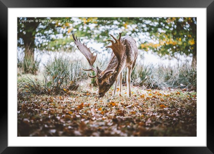 Wild Deer Framed Mounted Print by Denise Rimmer